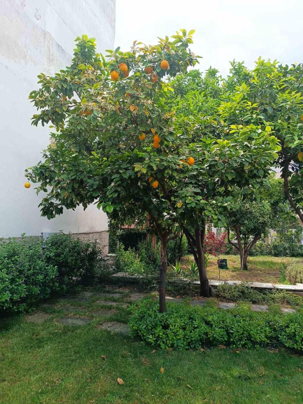 Betty'S Garden House Villa เนอา อันคิอาลอส ภายนอก รูปภาพ