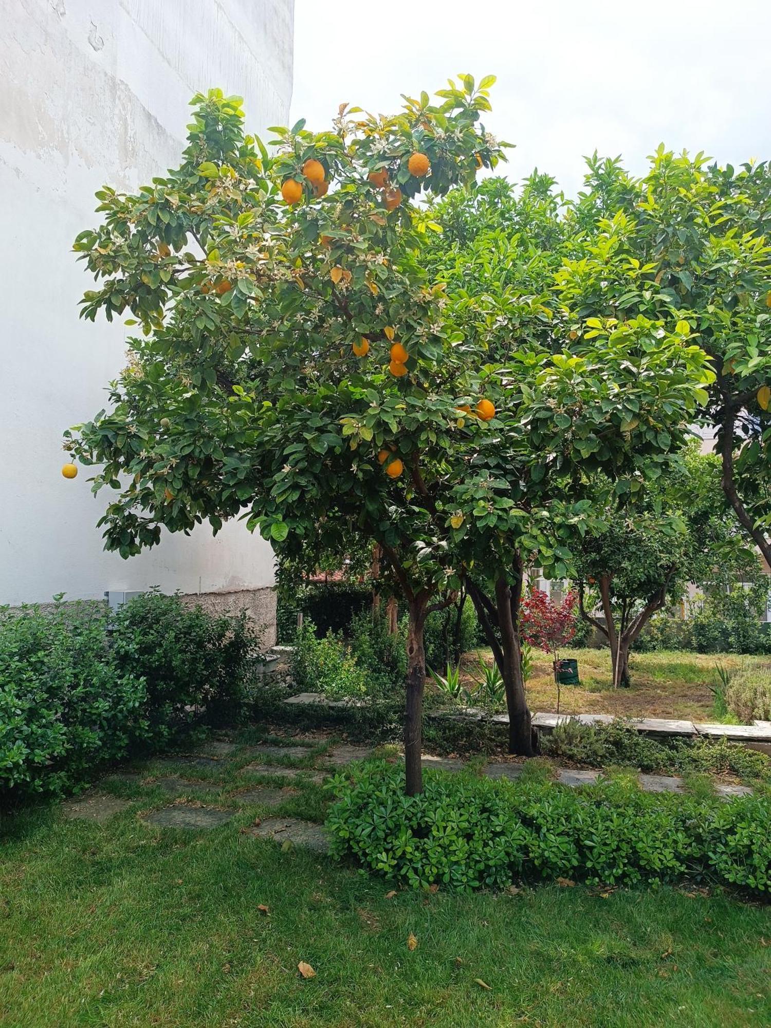 Betty'S Garden House Villa เนอา อันคิอาลอส ห้อง รูปภาพ